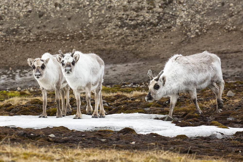 _MG_9391-1